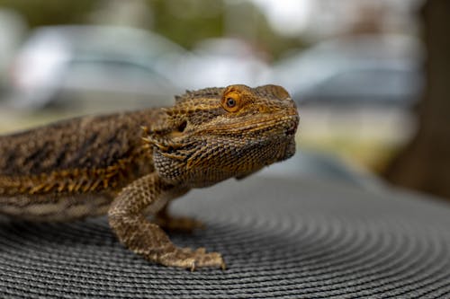 トカゲ, 動物の写真, 爬虫類の無料の写真素材