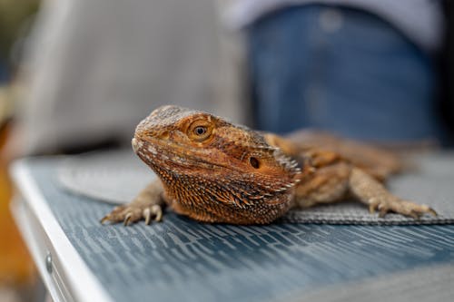 Gratis arkivbilde med dyrefotografering, dyreverdenfotografier, natur