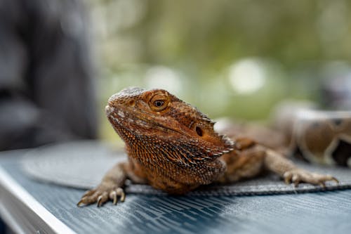 Gratis arkivbilde med dyrefotografering, dyreverdenfotografier, hode