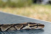 Texture of Snake Skin