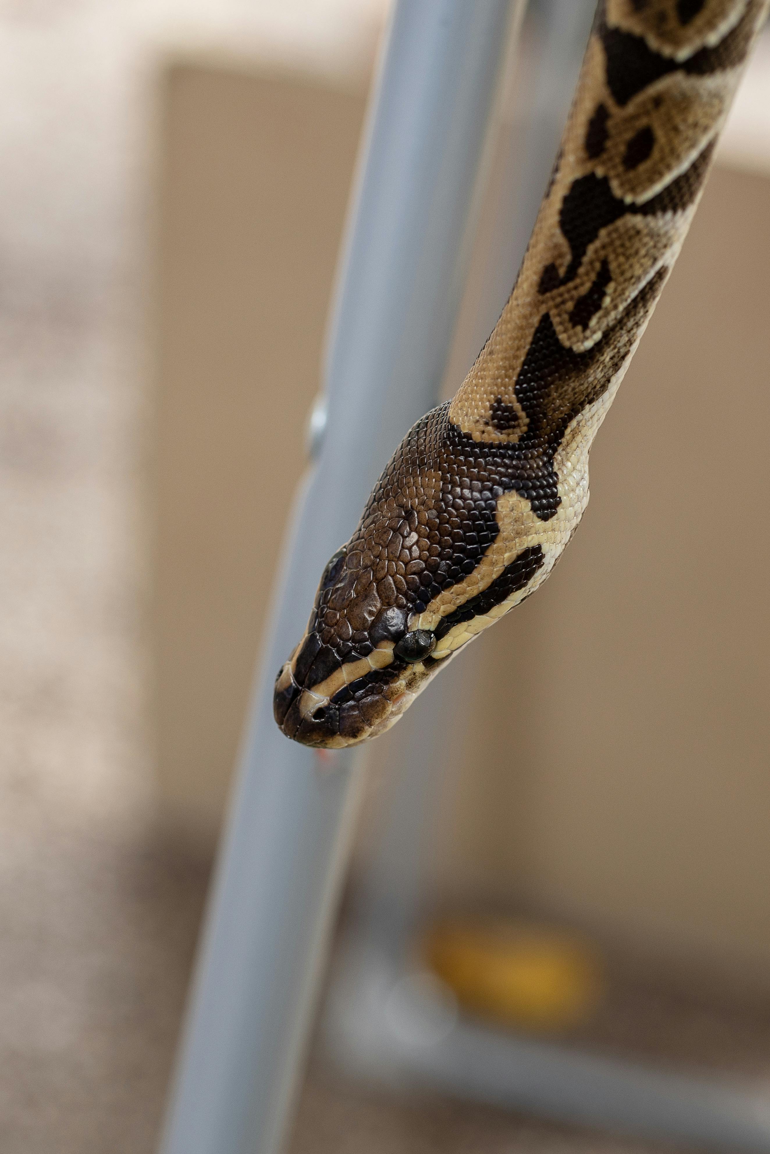Ball Python