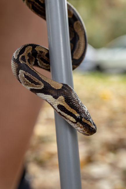 How to scrape silver price data with Python