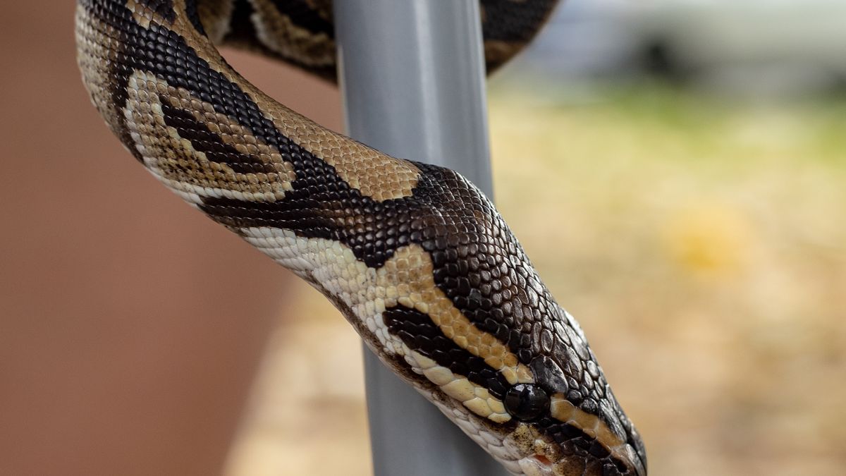 Ball python wrapped around a branch showing its heavy body and climbing ability