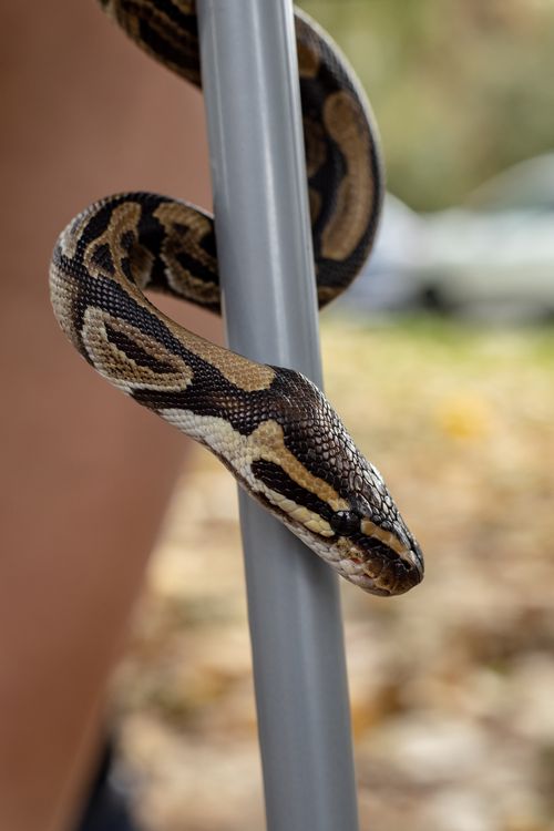 Free Detailed image of a ball python snake wrapped around a rod in an outdoor setting. Stock Photo