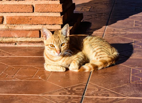 Photos gratuites de animal de compagnie, chat, lumière du soleil