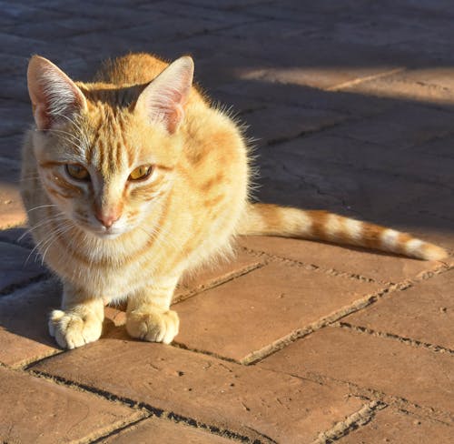 Immagine gratuita di animale, gatto arancione, gatto bianco e arancione