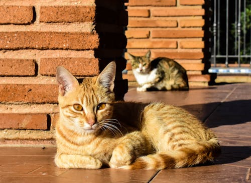 Photos gratuites de chats, chats domestiques, fond d'écran chat