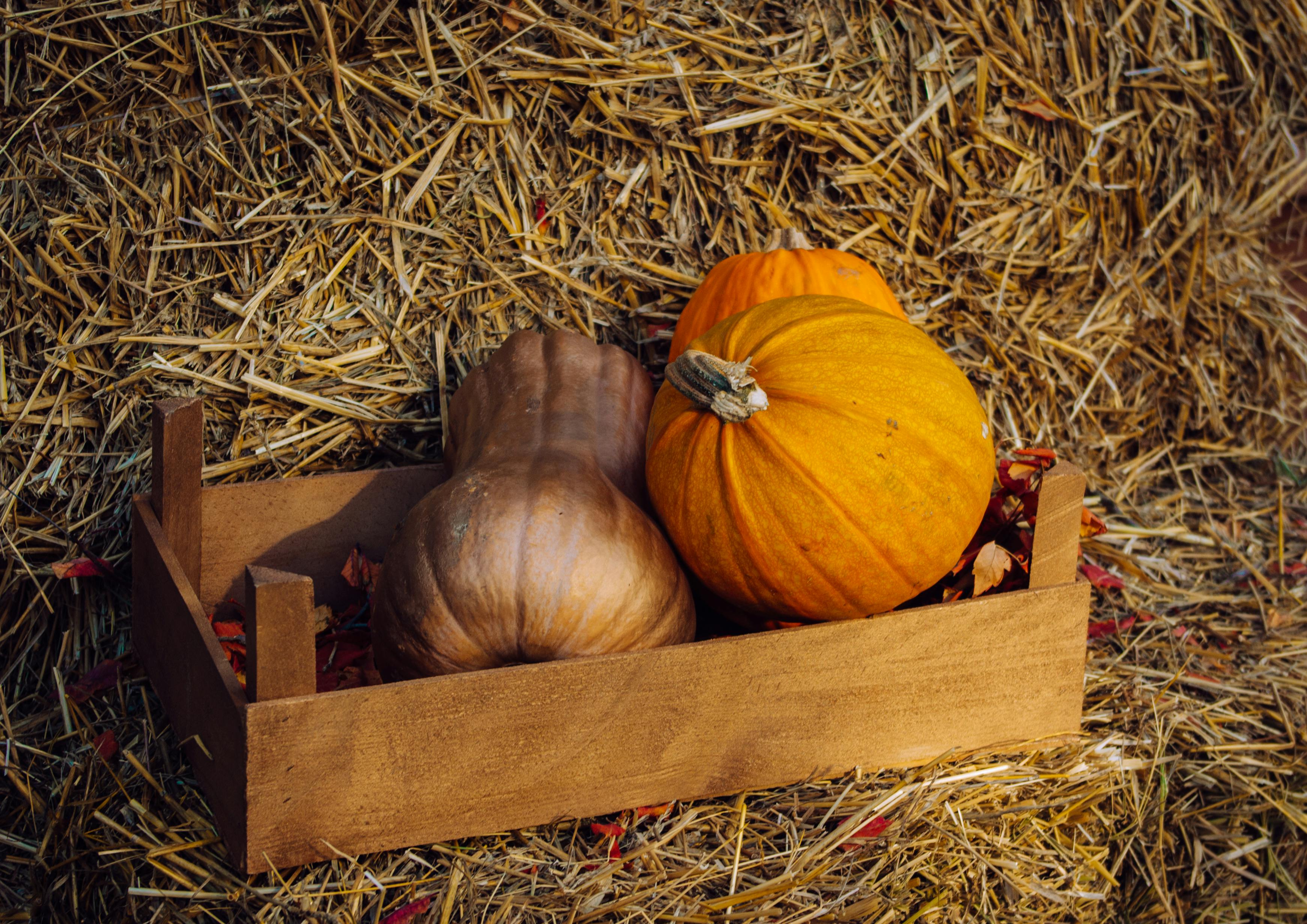 Box with Pumpkins on Hay