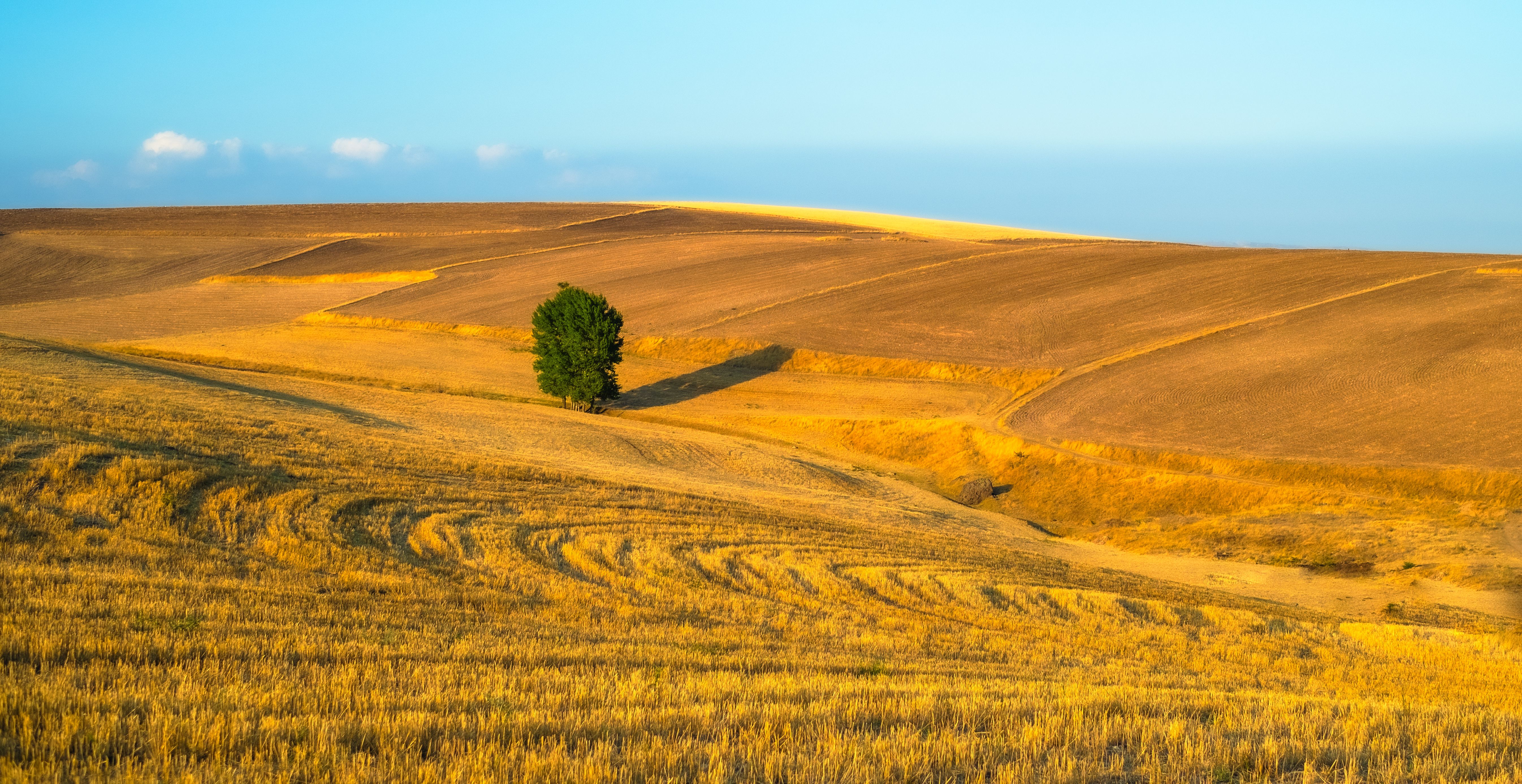 Single Tree on Rural Field · Free Stock Photo