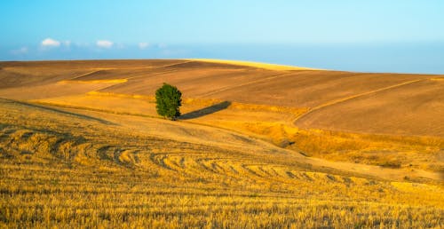 Foto d'estoc gratuïta de agricultura, arbre, camp