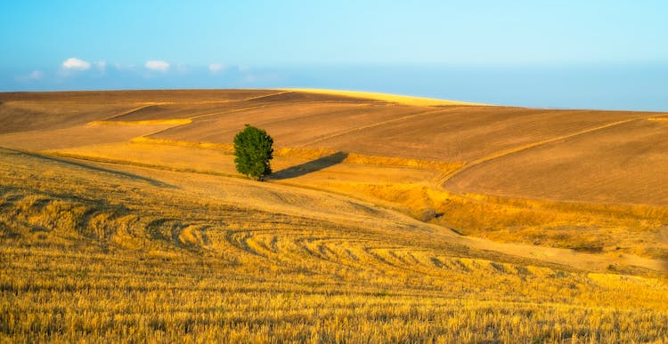 Single Tree On Rural Field