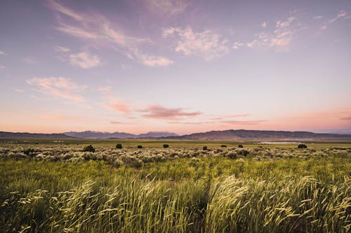 Green Grassland in Countryside