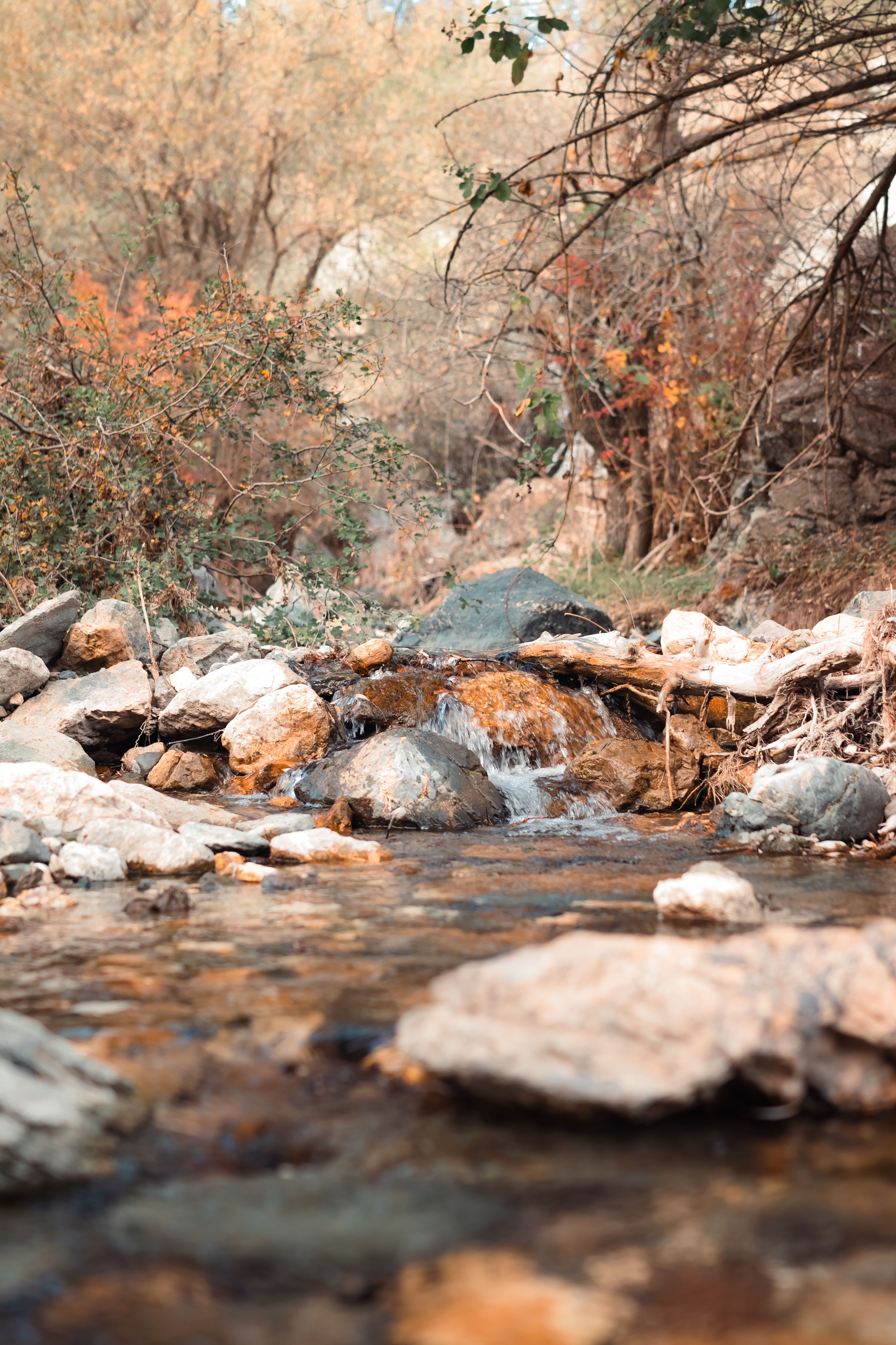 A peaceful creek cascades over rocks in a vibrant autumn forest setting.