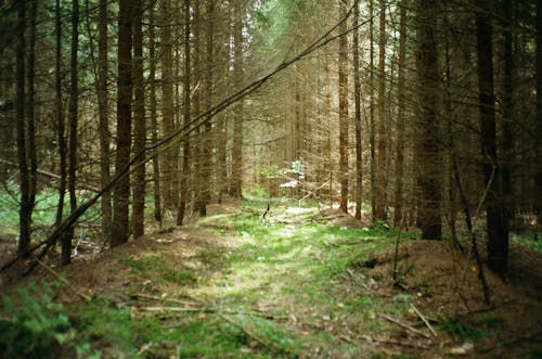 Бесплатное стоковое фото с высокий, глубокий, деревья
