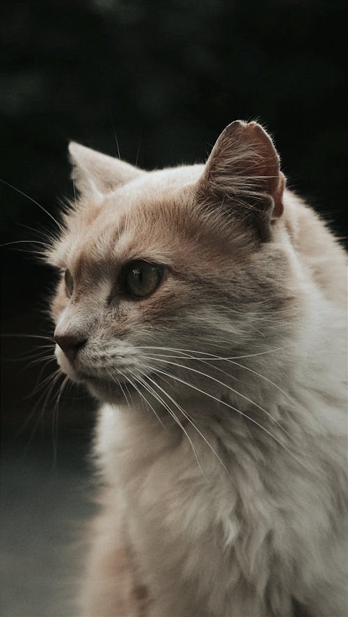 White Cat Portrait