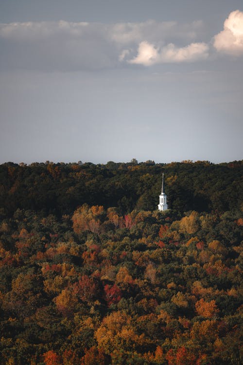 Aerial View of an Autumnal Forest