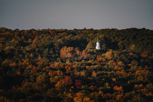 Church Tower in Deep Forest