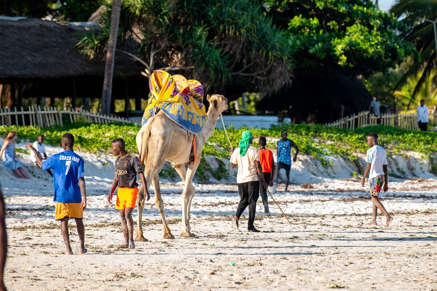 Tropical beach camel ride