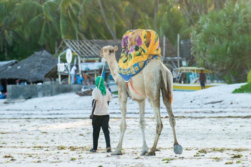 Man with Camel with Decorated Saddle in Village