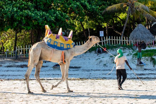 Camel with Decorated Saddle