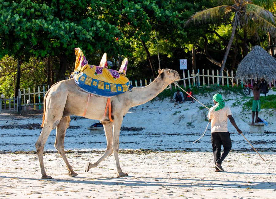 A man guides a decorated camel along the sandy shore of Mombasa, Kenya.