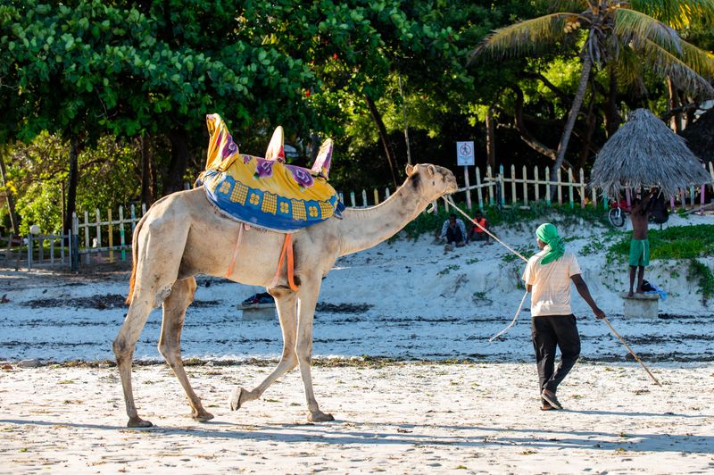Mombasa & Diani scene 4
