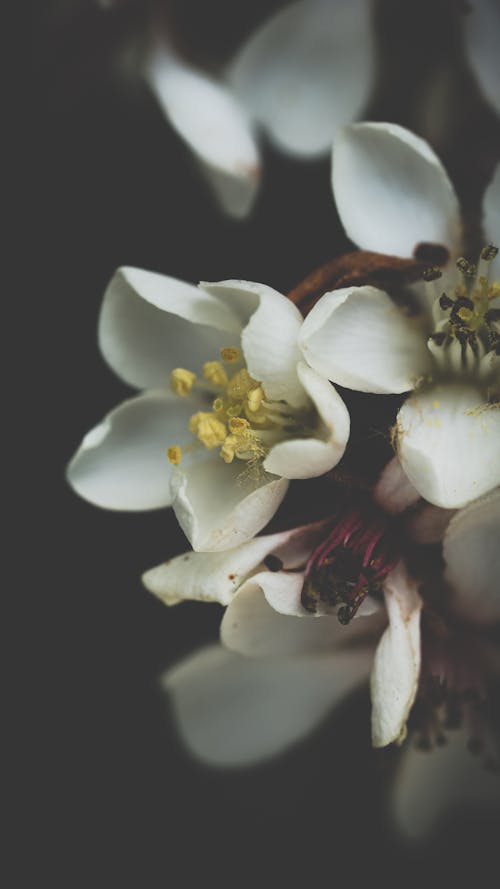 White flowers close up