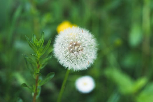 A dandelion in full bloom with seeds ready to disperse, surrounded by lush green foliage.