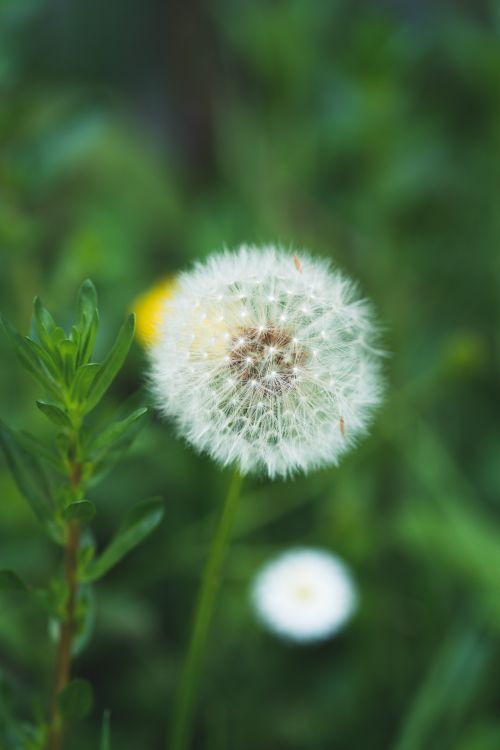 Free Beautiful close-up of a white dandelion on a green background. Stock Photo