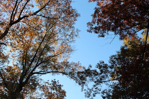 Foto profissional grátis de árvores, céu azul, céu limpo