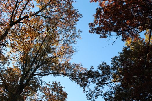 Low-angle view of autumn trees with a vivid blue sky in the background.