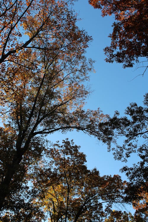 Green Trees in Forest