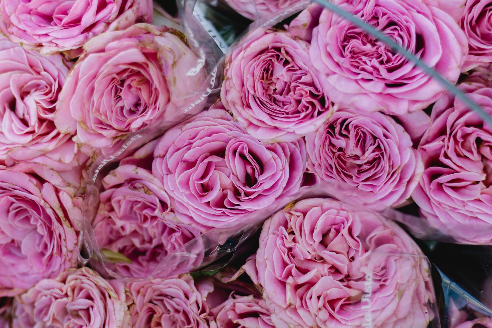 Pink roses close-up