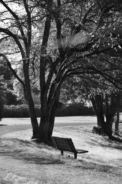 Free A peaceful park scene with a bench under leafy trees in black and white. Stock Photo