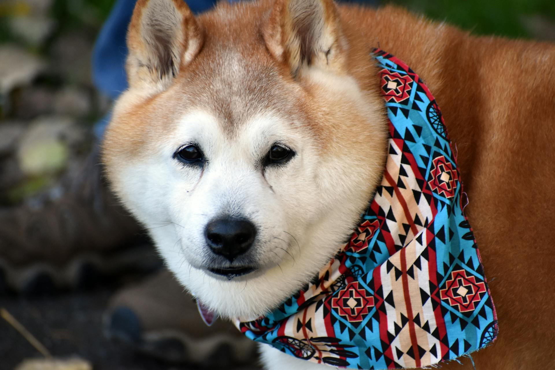 Close-up of a Shiba Dog 