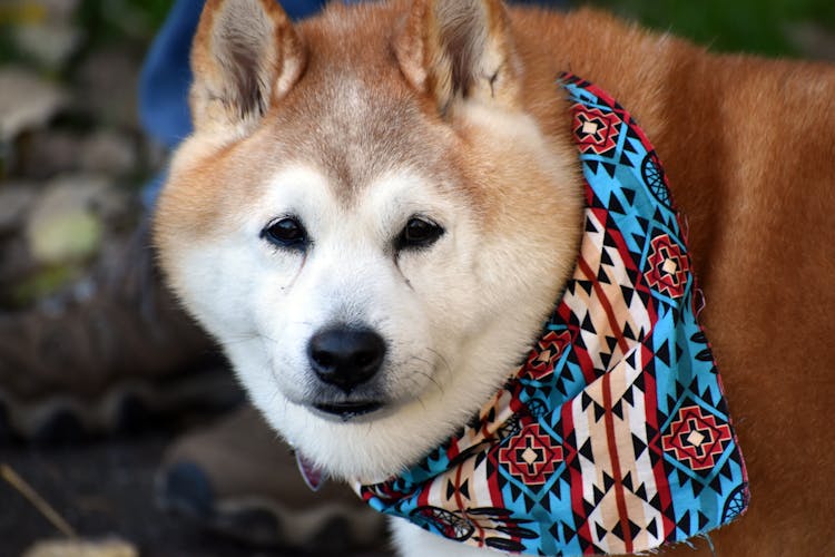 Close-up Of A Shiba Dog 