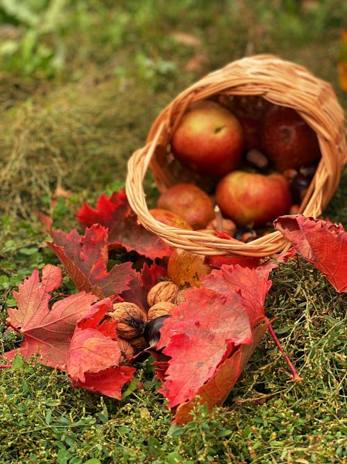 Immagine gratuita di autunno, cadere, cestino