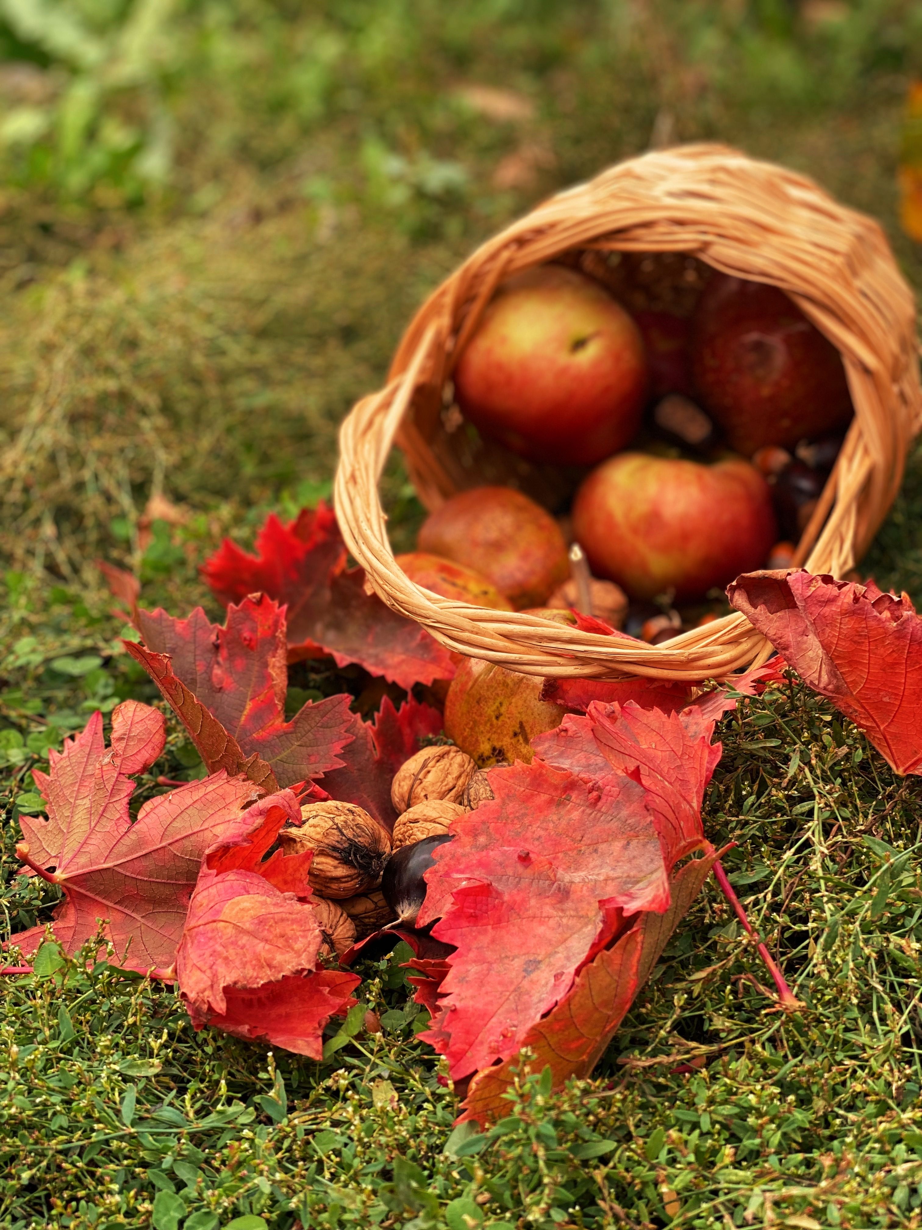 Gratuit Photos gratuites de à feuilles caduques, agriculture, aliments crus Photos