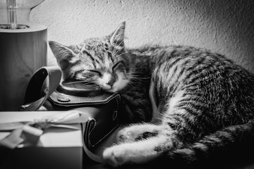 Ilmainen kuvapankkikuva tunnisteilla kissa, nukkua