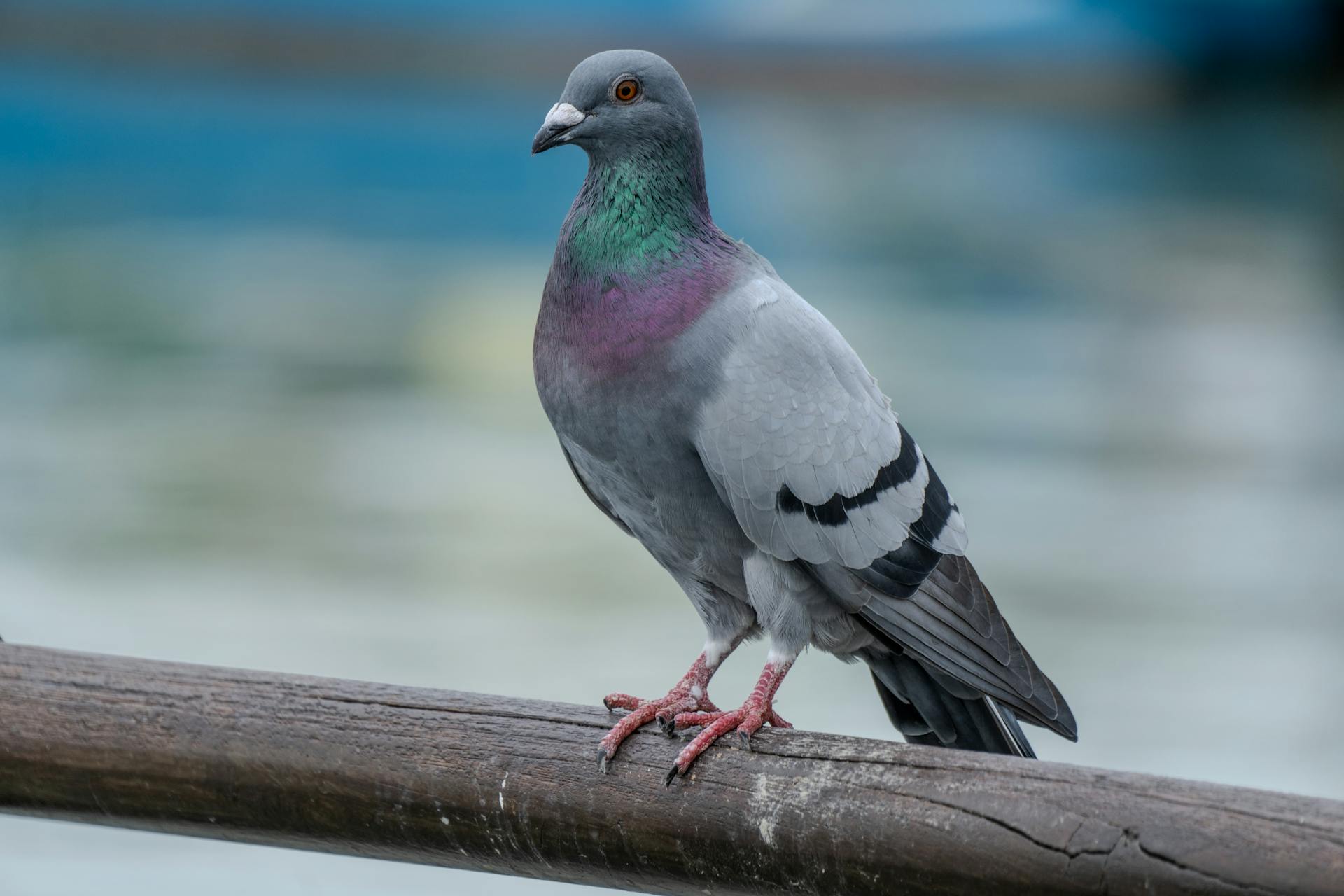 A detailed close-up of a rock pigeon perched on a wooden rail, showcasing vibrant feather colors.