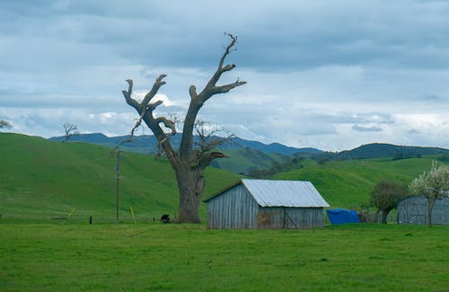 Shed near Withered Tree on Green Grassland