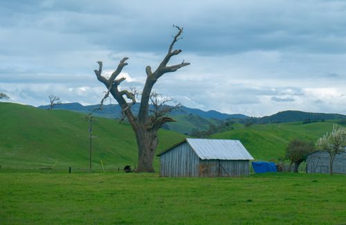 Free Scenic countryside view of a weathered shed, withered tree, and rolling green hills under a cloudy sky. Stock Photo