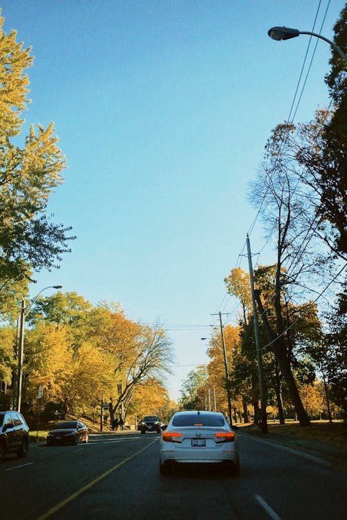 Immagine gratuita di alberi, asfalto, auto