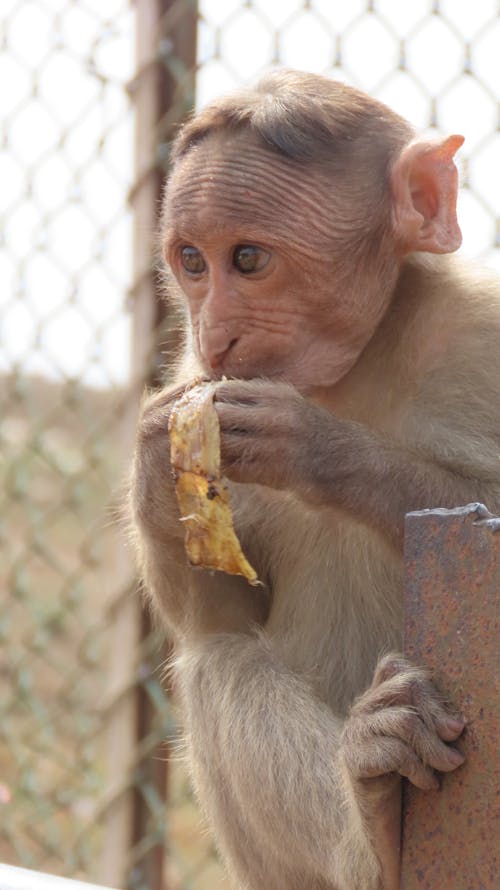 Free stock photo of animal photography, baby animal, baby monkey
