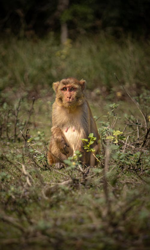 Close-up of a Monkey in the Wilderness