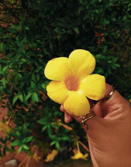 Ingyenes stockfotó sárga, virágok témában