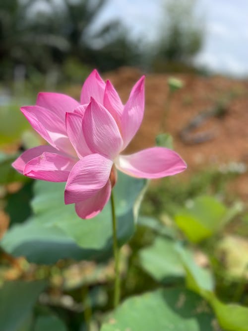 Foto stok gratis berwarna merah muda, bunga yang indah, lotus