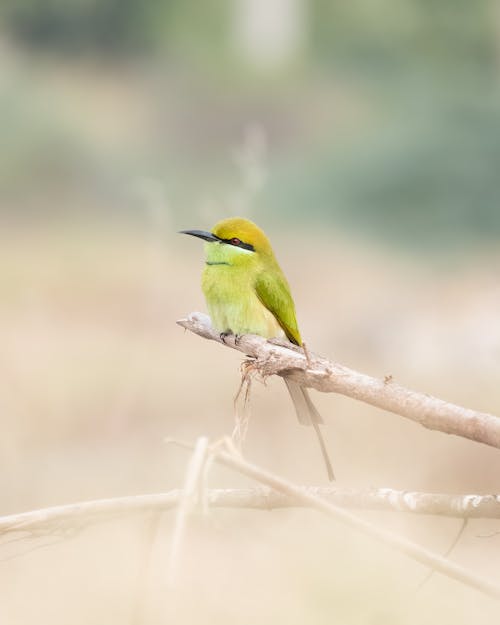 Asian Green Bee-eater Sitting on a Branch 