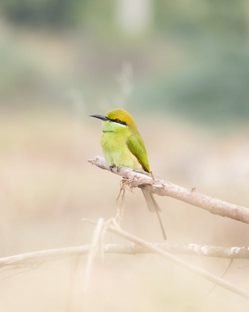 Imagine de stoc gratuită din a închide, albinerul verde asiatic, arbore