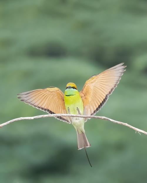 Bee Eater Landing on Branch